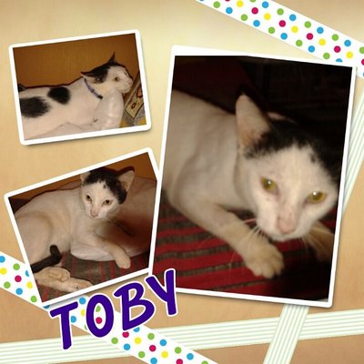 Toby - Domestic Short Hair Cat