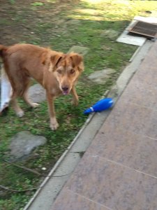 Unknown ( We Call Him Ardbeg) - Golden Retriever Mix Dog