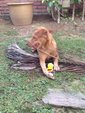 Unknown ( We Call Him Ardbeg) - Golden Retriever Mix Dog