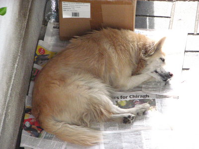 Sandy - Spitz Dog