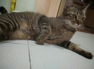 Ciko - Tabby Cat