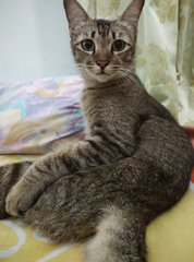 Ciko - Tabby Cat