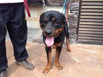 Rocky - Rottweiler Dog