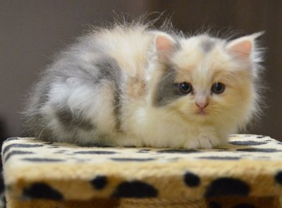 Semiflat Persian Kitten (7 Week) - Persian + Ragamuffin Cat