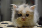 Semiflat Persian Kitten (7 Week) - Persian + Ragamuffin Cat