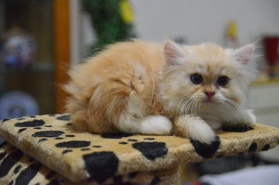 Tabbysemiflat Persian Kitten(7week) - Persian + Ragamuffin Cat