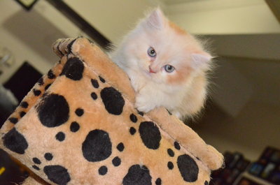 Semiflat Persian Kitten(7week)Cream - Persian + Ragamuffin Cat