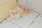 Semiflat Persian Kitten(7week)Cream - Persian + Ragamuffin Cat