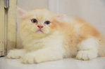 Semiflat Persian Kitten(7week)Cream - Persian + Ragamuffin Cat