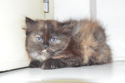 Semiflat Persian Kitten(7week)Black - Persian + Ragamuffin Cat