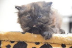 Semiflat Persian Kitten(7week)Black - Persian + Ragamuffin Cat