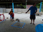 I was recently in an agility challenge at KL Pooch Rescue.  My rescuers were very proud of me.