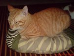 Tom (1st) - Tabby Cat