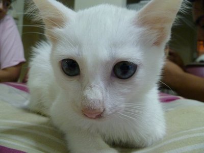 Putih (1st) - Tabby Cat