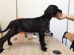 Fila Brasileiro - Fila Brasileiro Dog