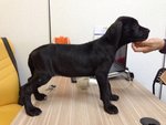 Fila Brasileiro - Fila Brasileiro Dog