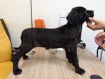 Fila Brasileiro - Fila Brasileiro Dog