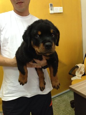 Joel - Rottweiler Dog