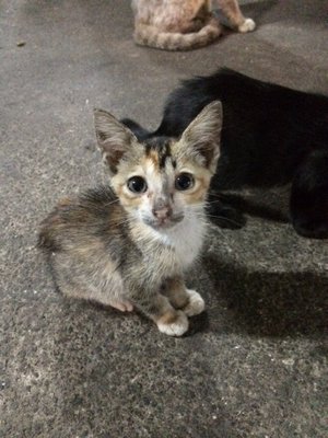 Busy Bee - Domestic Short Hair Cat