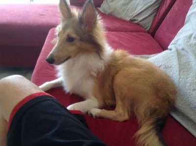 Chandler On Heat!! - Shetland Sheepdog Sheltie Dog