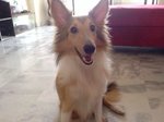 Chandler On Heat!! - Shetland Sheepdog Sheltie Dog