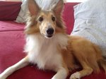 Chandler On Heat!! - Shetland Sheepdog Sheltie Dog