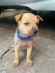 Baby - Mixed Breed Dog