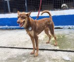 D40(280414) - Mixed Breed Dog