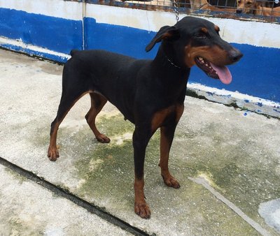 D93(110414) - Doberman Pinscher Dog