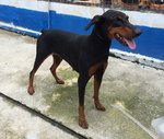 D93(110414) - Doberman Pinscher Dog