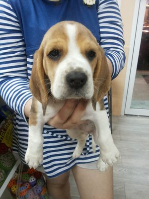 Beagle - Beagle Dog