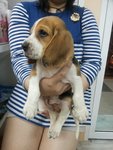 Beagle - Beagle Dog