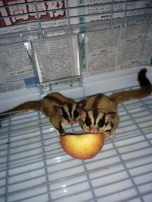 2 Male Suggies - Sugar Glider Small & Furry