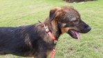 Valentine - Mixed Breed Dog