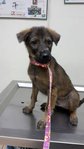 Valentine - Mixed Breed Dog