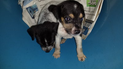 Spotty And Harper - Mixed Breed Dog