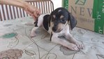 Spotty And Harper - Mixed Breed Dog