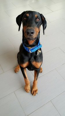 Axel - Doberman Pinscher Dog