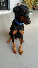 Axel - Doberman Pinscher Dog