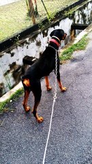 Axel - Doberman Pinscher Dog