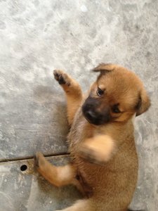 Puppy (6) - Mixed Breed Dog