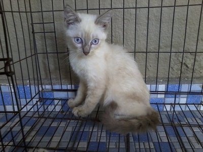 Bard - Scottish Fold + Domestic Long Hair Cat