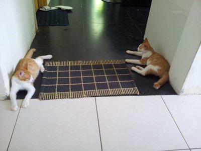 3 Months Old Kittens For Free Adopt - Domestic Medium Hair Cat