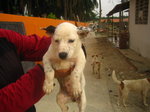 Spotty - Mixed Breed Dog