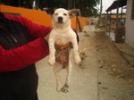 Spotty - Mixed Breed Dog