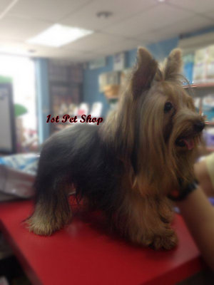 Yorkshire Terrier (Champion Line) - Yorkshire Terrier Yorkie Dog