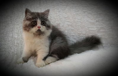 Goku - Persian Cat