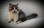 Goku - Persian Cat
