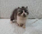 Goku - Persian Cat