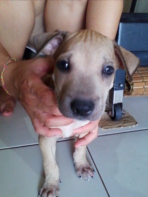 9 Puppies For Adoption! - Pit Bull Terrier + Finnish Spitz Dog